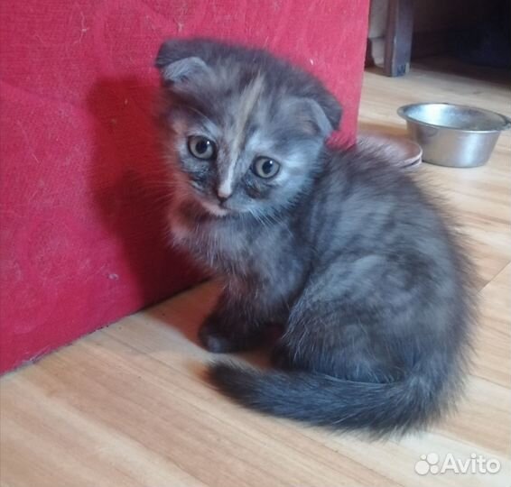 Шотландская вислоухая девочка - котёнок