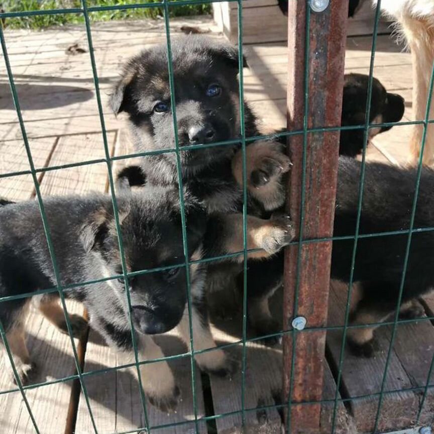 Щенки немецкой овчарки