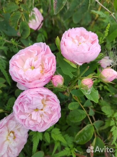 Гидролат розы