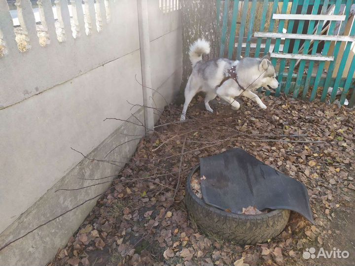 Вязка. Хаски