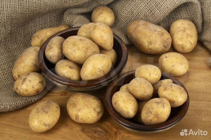 Продам картофель