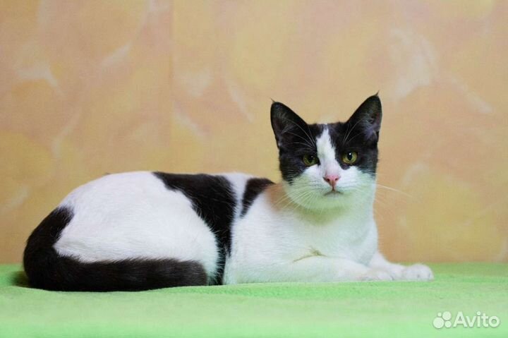 Нежная кошечка Зара в дар