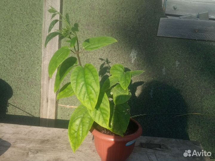 Клеродендрум томпсона