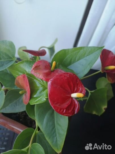 Комнатные цветы антуриум