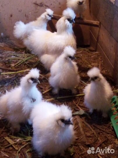 Китайские петушки