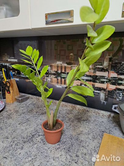 Замиокулькас