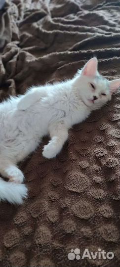 Котёнок в добрые руки мальчик