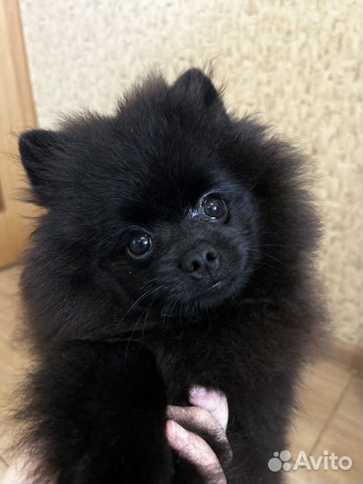 Щенки шпица мишка