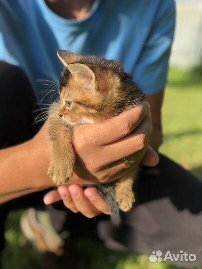 Котята чаузи