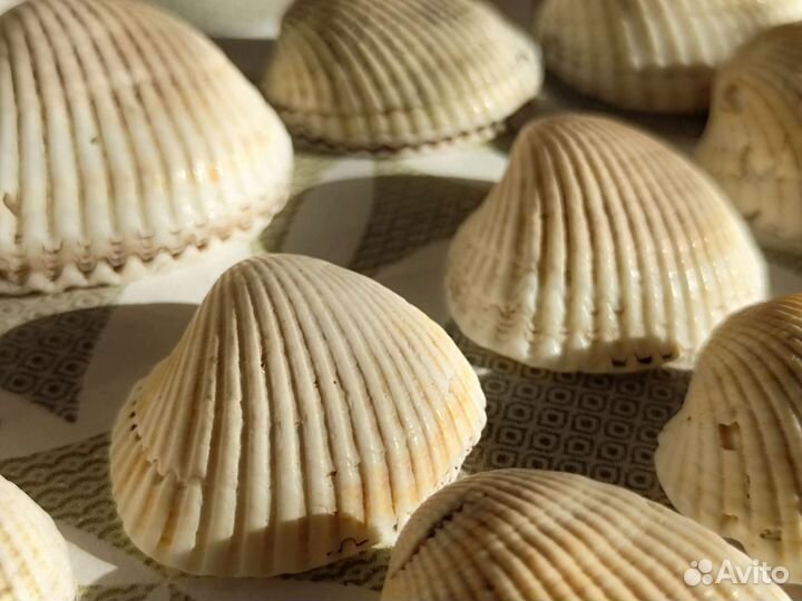 Морские ракушки