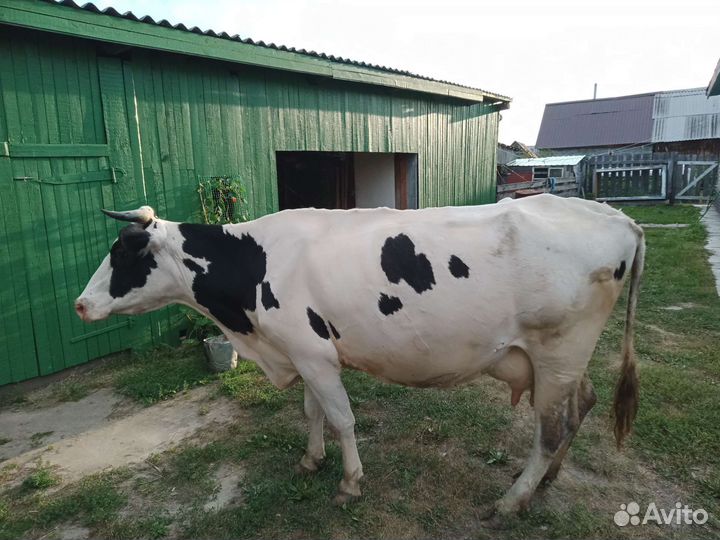 Корова дойная