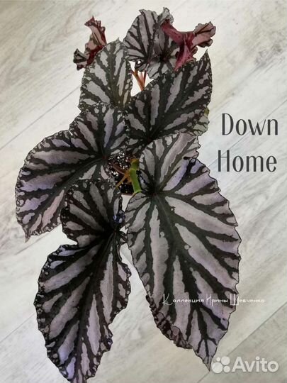 Бегонии тростниковые. Кейн бегонии