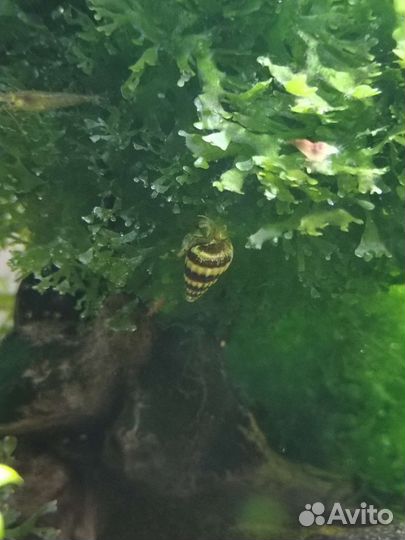 Улитка хелена