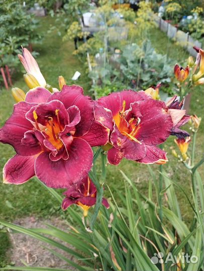 Лилейники многолетние