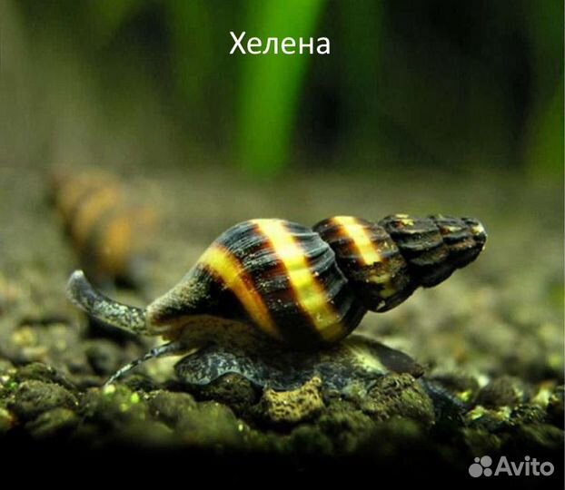 Улитки аквариумные Хелена