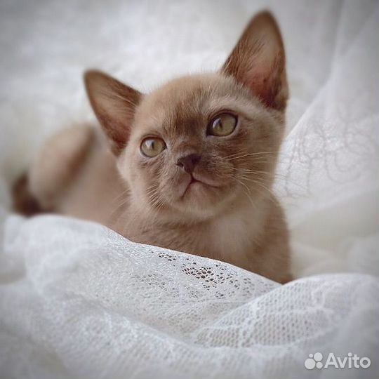 Бурманские котята