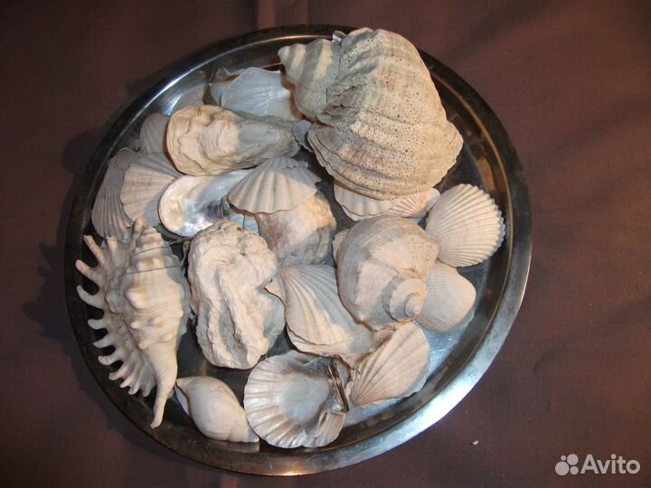Продаю ракушки для аквариума