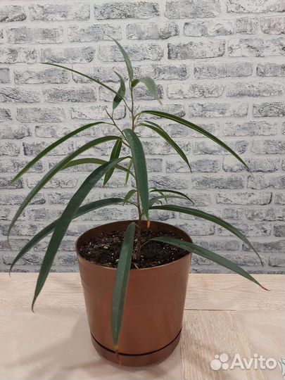 Фикус Али, Хатиора