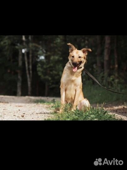 Милашка Фокси