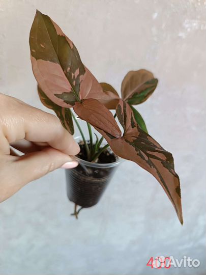 Сингониумы Ред спот триколор, Пинк бьюти лава и др