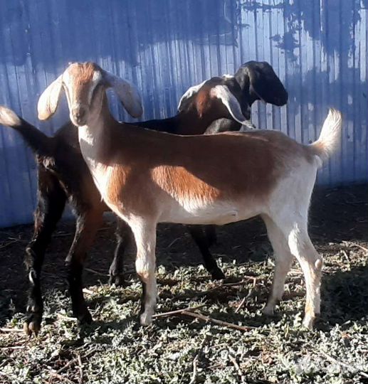 Продам нубийских козочек. Козлики на племя