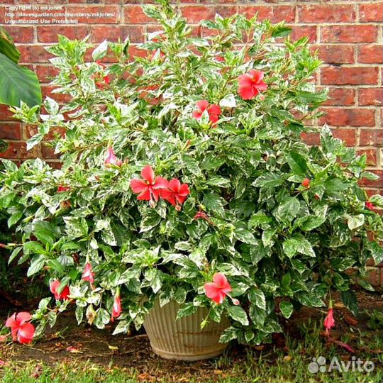 Гибискус китайская роза вариегатная