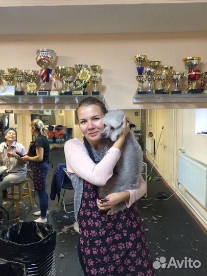 Стрижка собак. Груминг