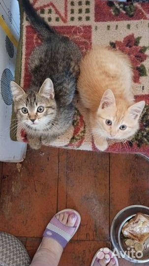 Котята в добрые руки мальчики