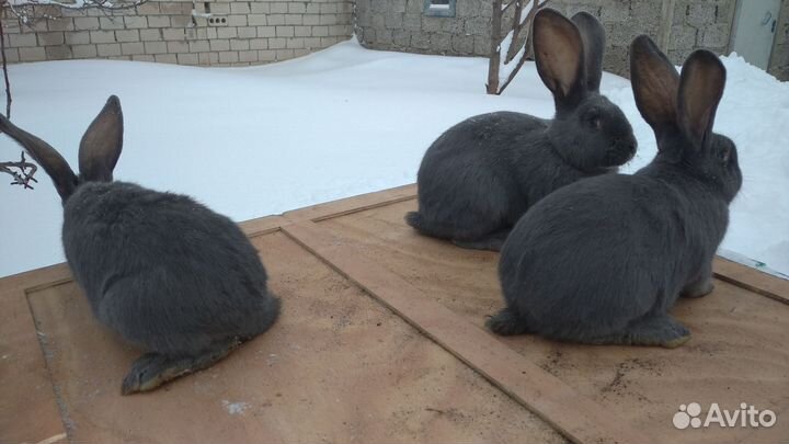 Кролики породы фландр, бельгийский великан