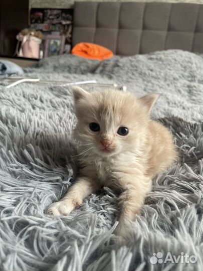 Британские котята