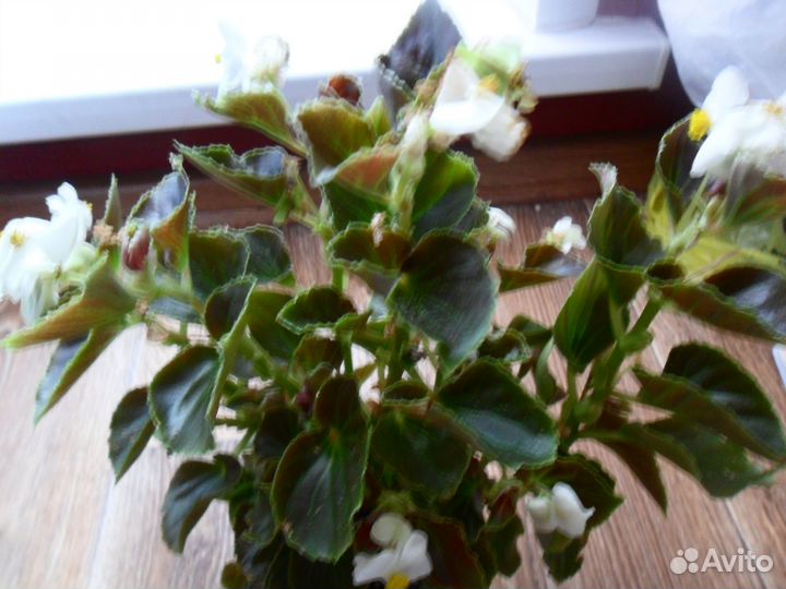 Бегония вечно Взросл и черенки неск шт Шоколад Баб