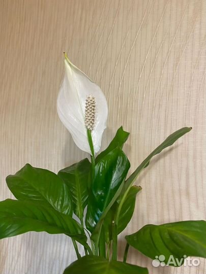 Спатифиллум (Женское счастье)