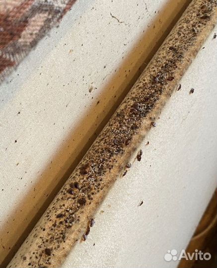 Уничтожение тараканов клопов клещей мышей