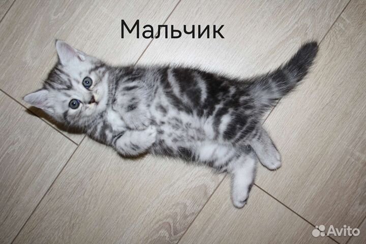 Шотландские вислоухие котята