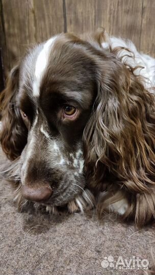 Вязка, Русский охотничий спаниель