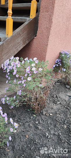 Сентябринки кустики