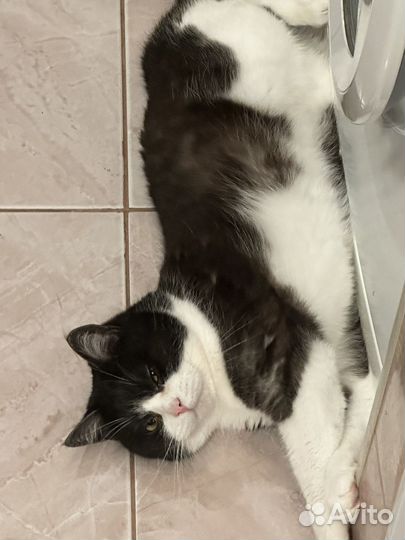 Отдам кота в добрые руки