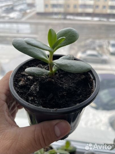 Толстянка (денежное дерево)