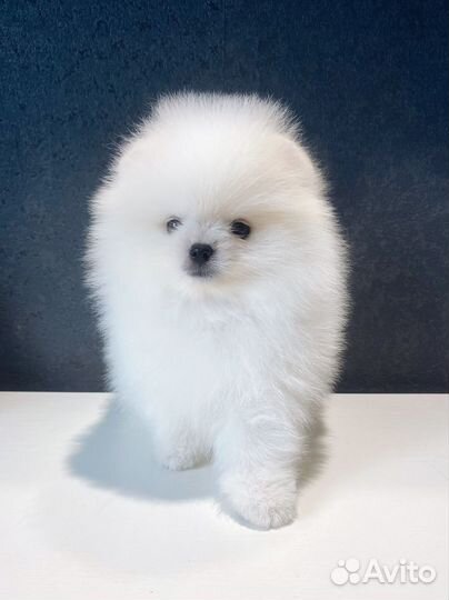 Щенки шпица