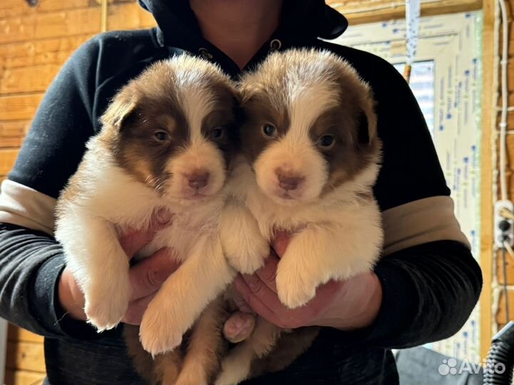 Щенки аусси шоколадные мальчики