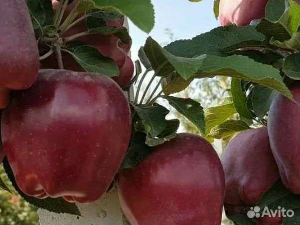 Саженцы яблони