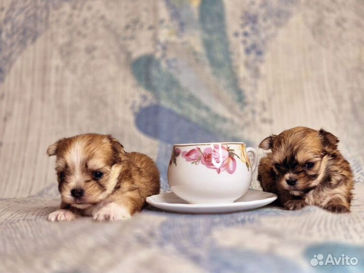 Супер кукольные мальтипу мини