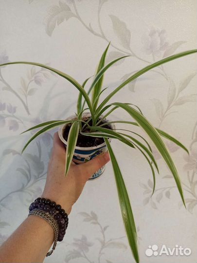 Хлорофитум