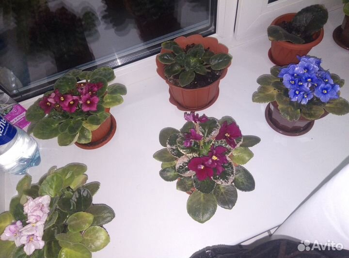 Фиалка в горшках