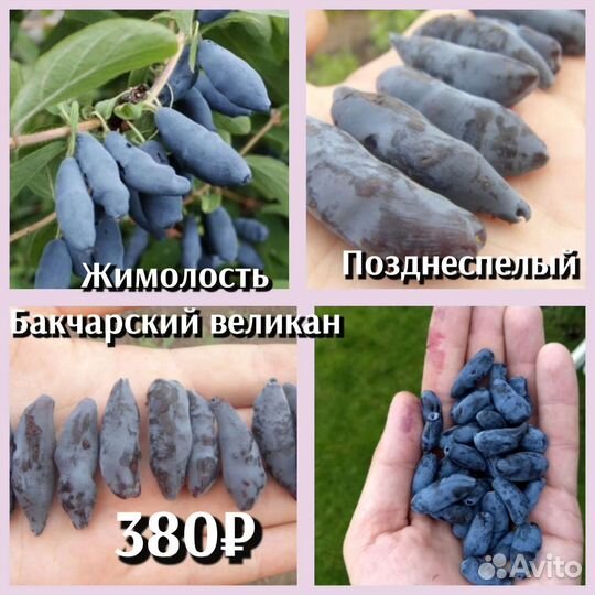 Жимолость саженцы