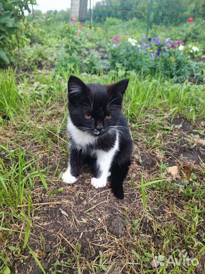 Котенок в дар бесплатно