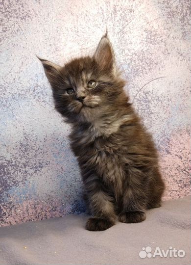 Котик мейн-кун