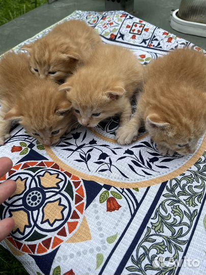 Котята солнышки в добрые руки