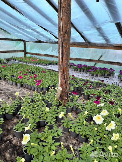 Рассада цветов. Петуния