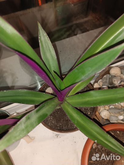 Традесканция покрывальчатая разноцветная